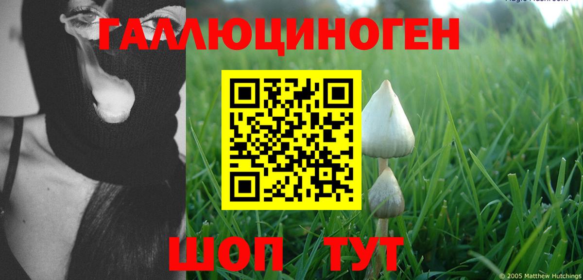 Псилоцибиновые грибы Psilocybe Магадан